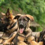 Biara-female-German-Shepherd-puppy-for-sale-5