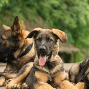 Biara German Shepherd