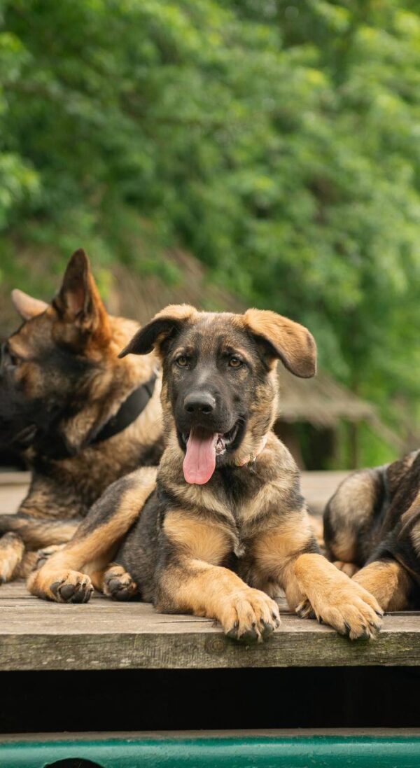 Biara German Shepherd