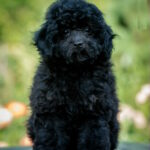 Biata-female-toy-poodle-puppy-for-sale-1 (1)