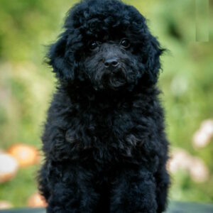 Biata Toy Poodle