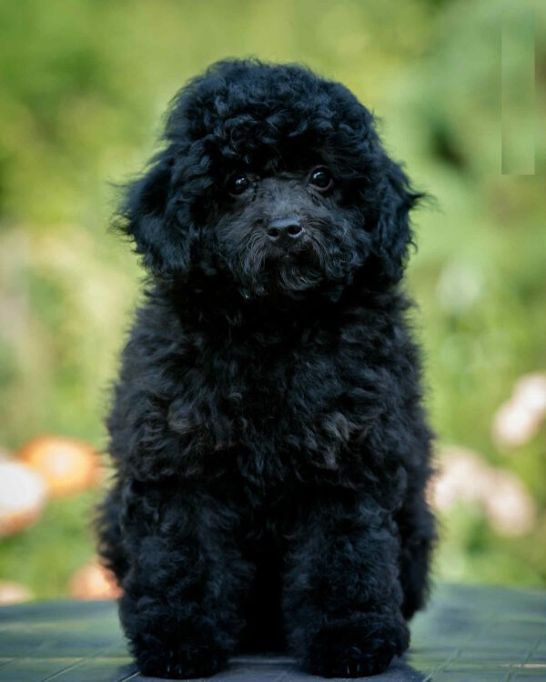 Biata Toy Poodle