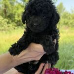 Lona Toy Poodle