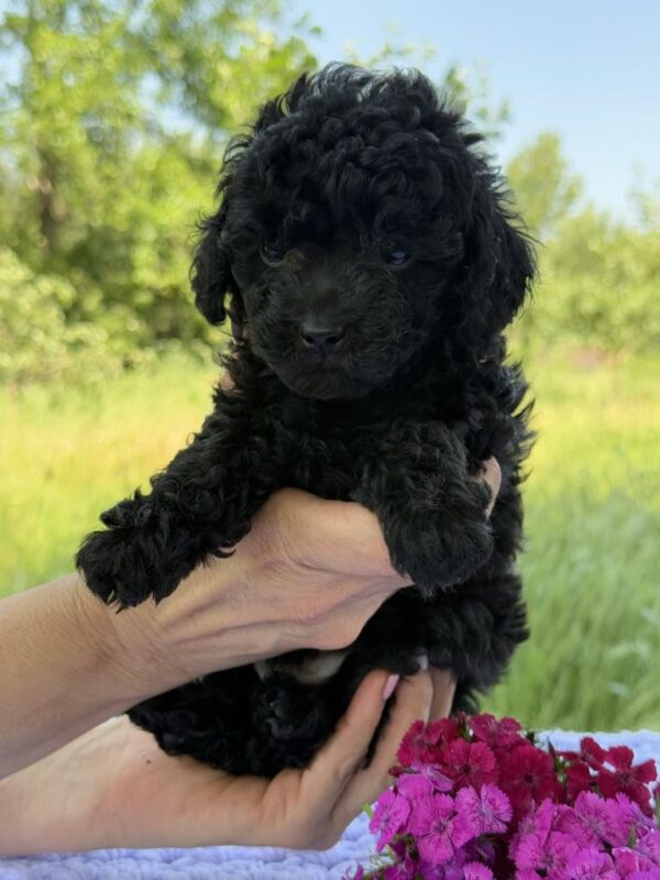 Biata Toy Poodle
