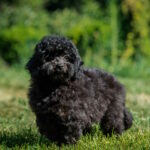 Lona Toy Poodle