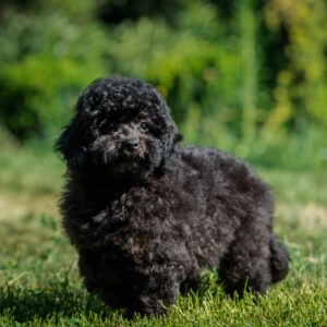 Biata Toy Poodle
