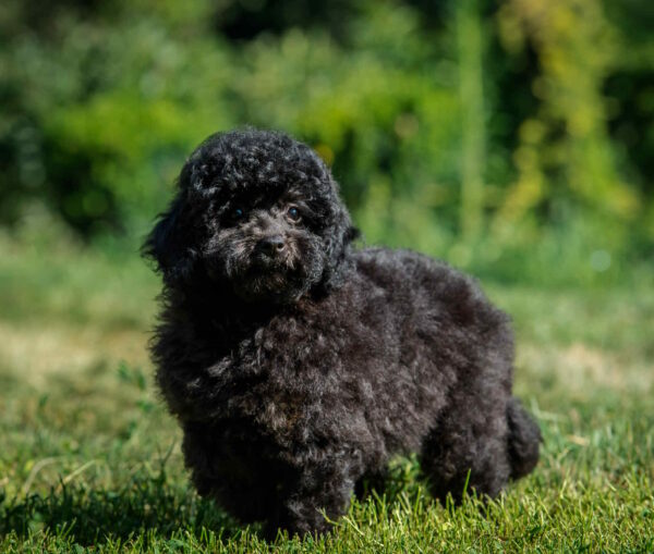 Biata Toy Poodle