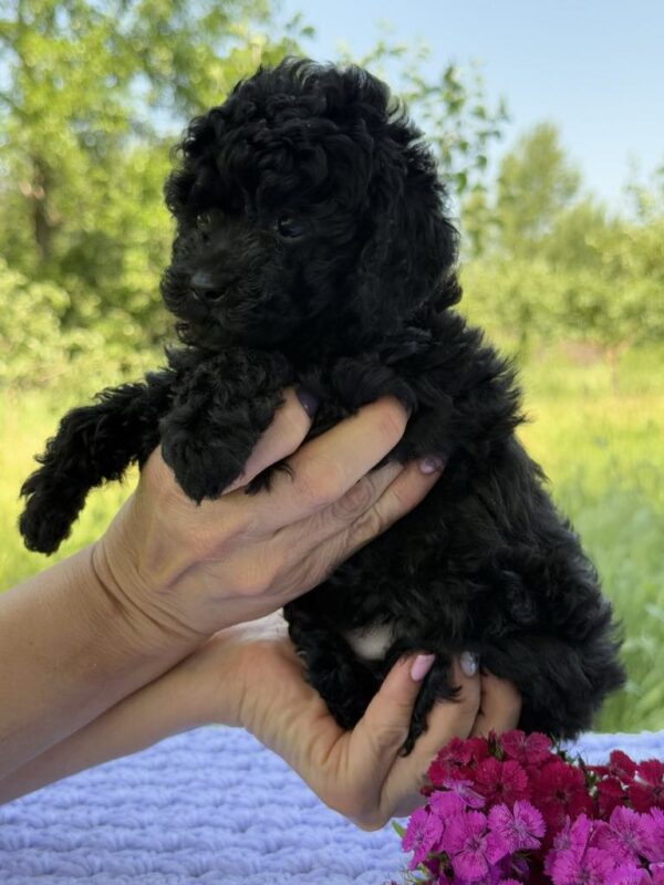 Biata Toy Poodle