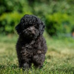 Biata-female-toy-poodle-puppy-for-sale-1 (3)