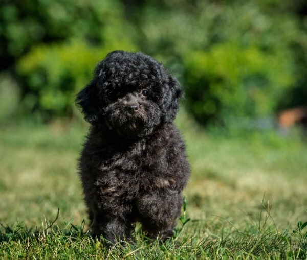 Biata Toy Poodle