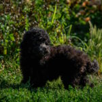 Biata-female-toy-poodle-puppy-for-sale-1 (4)