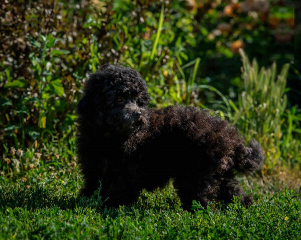 Biata Toy Poodle