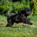 Biata-female-toy-poodle-puppy-for-sale-1 (5)