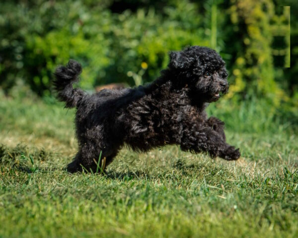Biata Toy Poodle