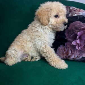 Bobby Toy Poodle