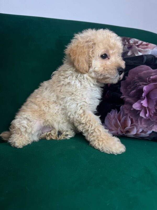 Bobby Toy Poodle