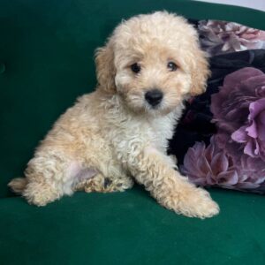 Bobby Toy Poodle