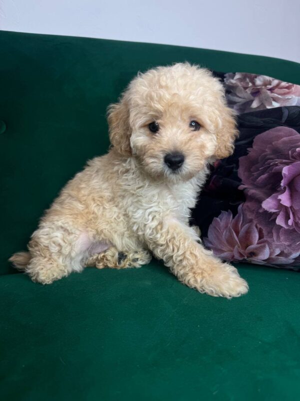 Bobby Toy Poodle