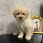 Bobby-male-Poodle-puppy-for-sale-3