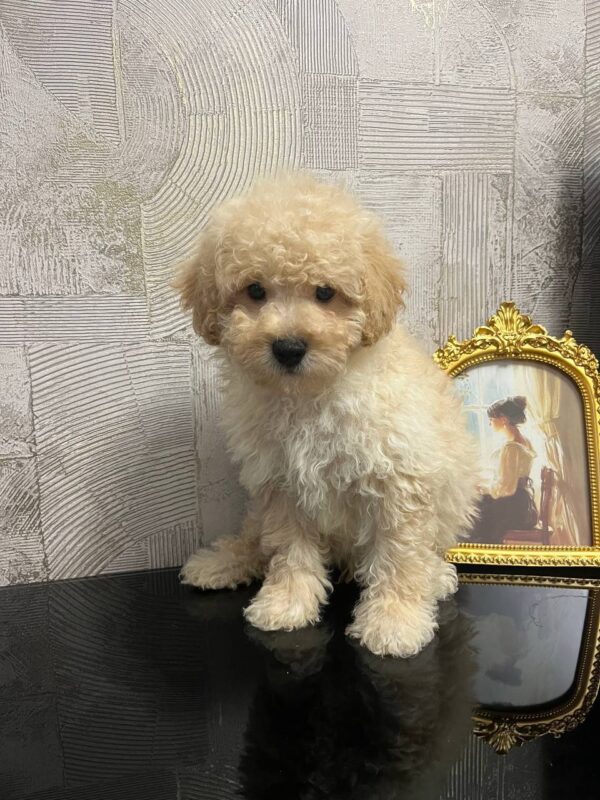 Bobby Toy Poodle