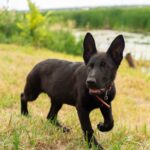 Booma-female-German-Shepherd-puppy-for-sale-1