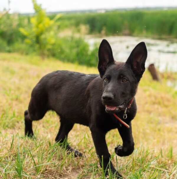 Booma German Shepherd