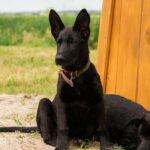 Biara German Shepherd