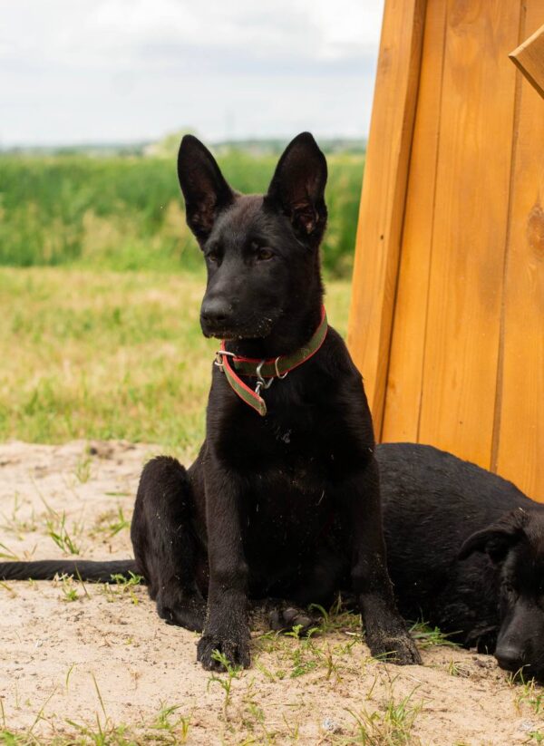 Booma German Shepherd