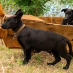 Booma-female-German-Shepherd-puppy-for-sale-3