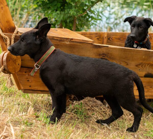 Booma German Shepherd