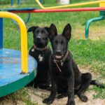 Booma-female-German-Shepherd-puppy-for-sale-4