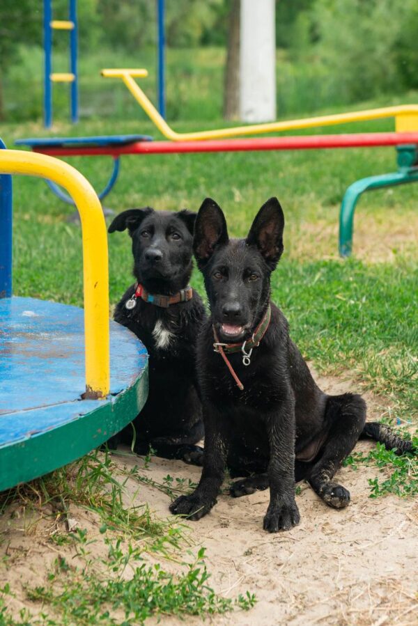 Booma German Shepherd