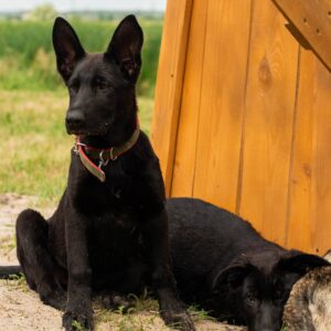 Booma German Shepherd