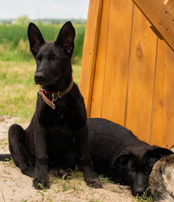 Booma German Shepherd