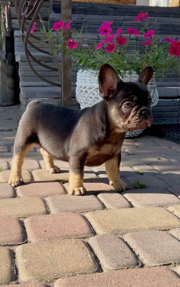Booms French Bulldog