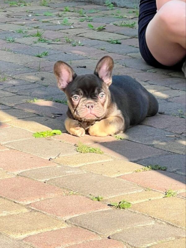 Booms French Bulldog