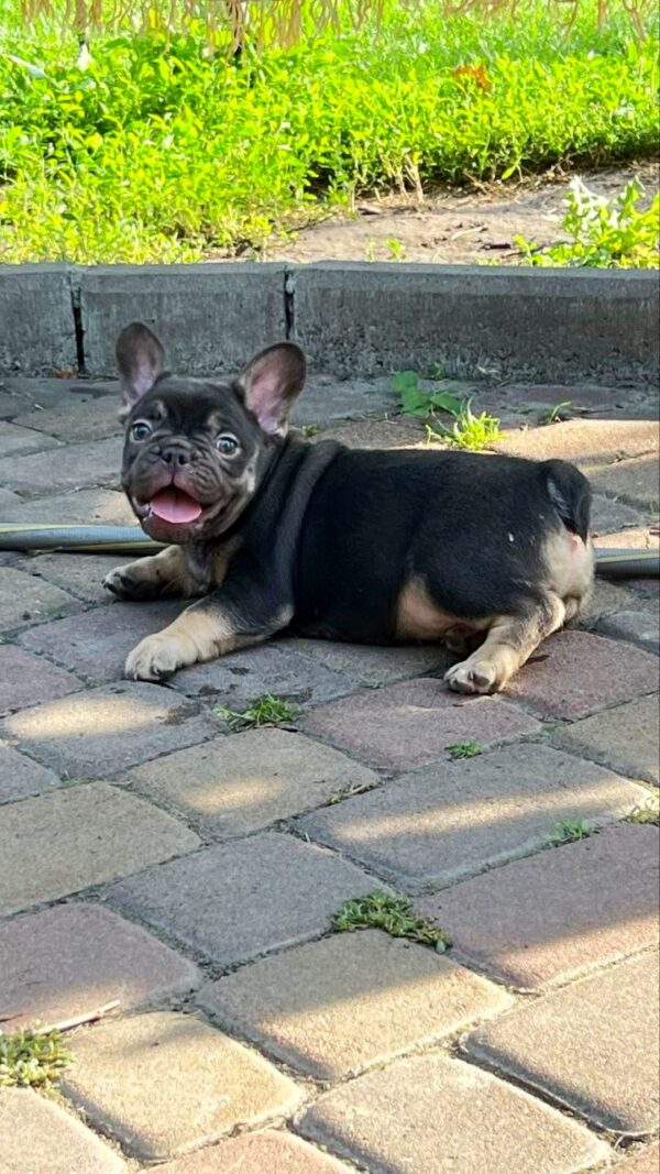 Booms French Bulldog