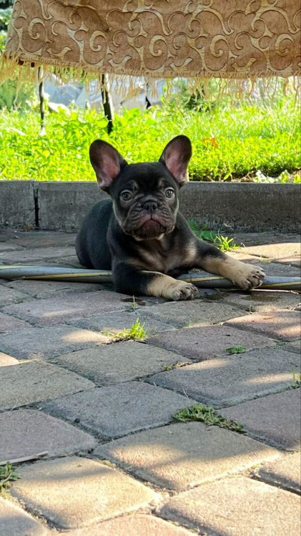 Booms French Bulldog