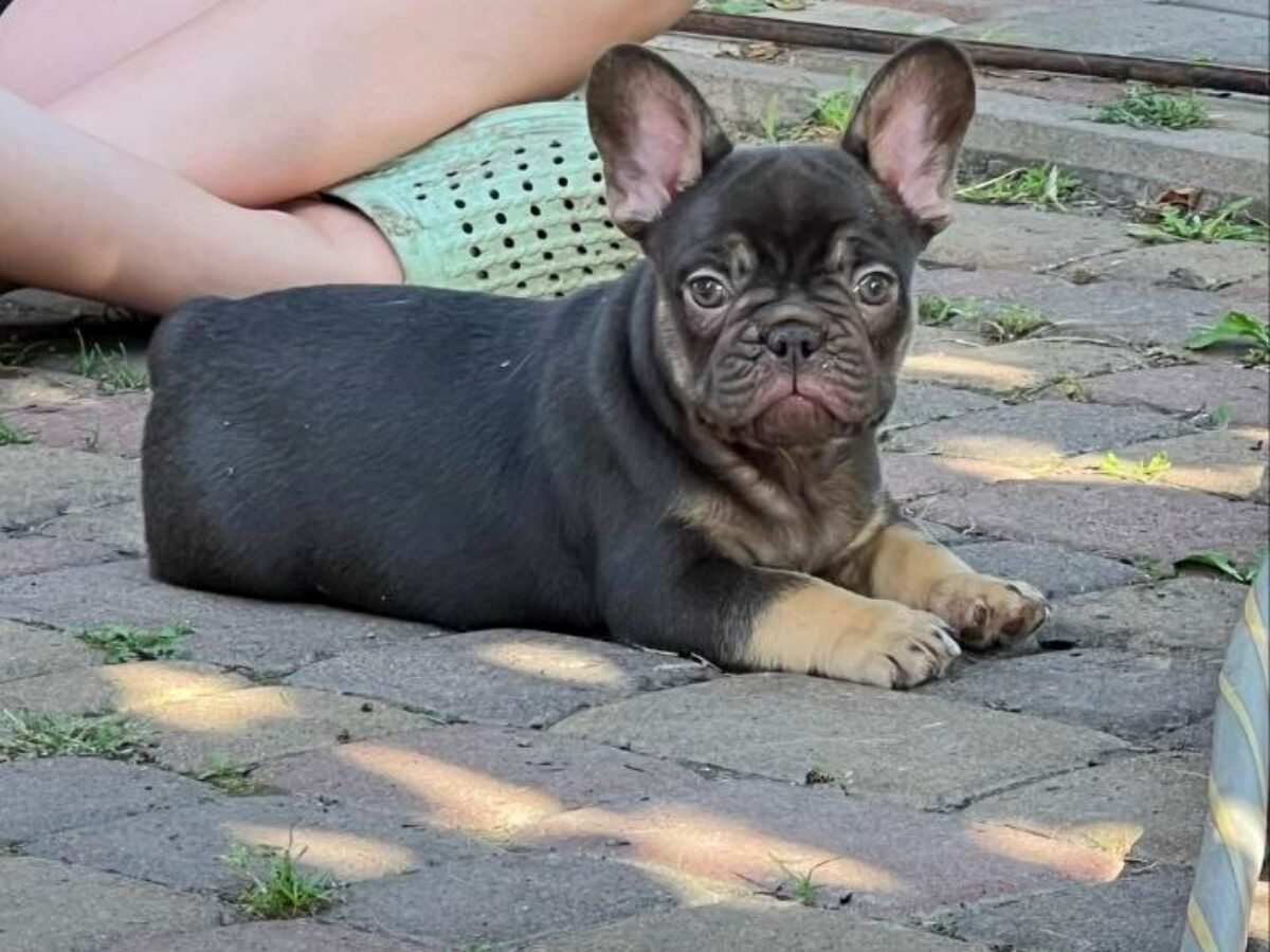 French Bulldog And Dachshund Mix French Bulldog Dogs And Puppies
