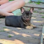 Booms-male-French-bulldog-puppy-for-sale-5
