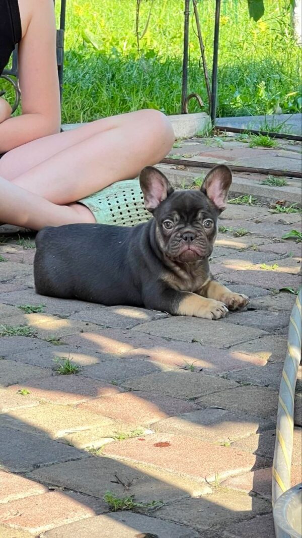 Booms French Bulldog