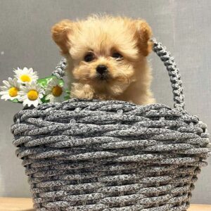 Boosia Pomapoo
