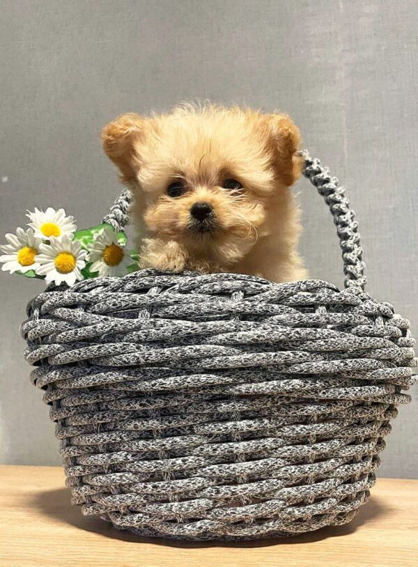 Boosia Pomapoo