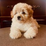 Booster-male-Pomapoo-puppy-for-sale-1
