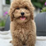 Borman-male-maltipoo-puppy-for-sale-1 (1)