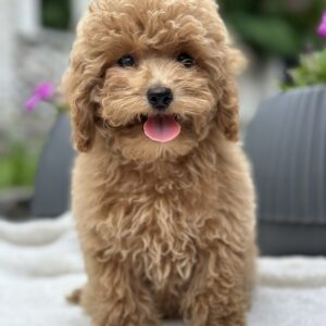 Borman Maltipoo