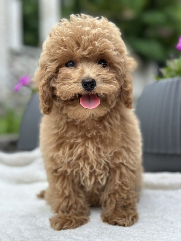 Borman Maltipoo