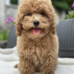 Borman-male-maltipoo-puppy-for-sale-1 (2)