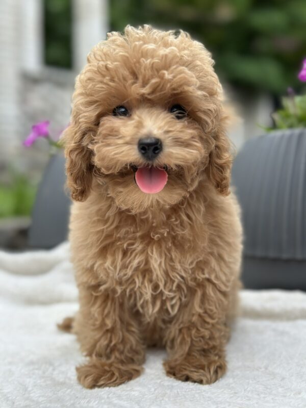 Borman Maltipoo