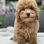 Borman-male-maltipoo-puppy-for-sale-1 (3)